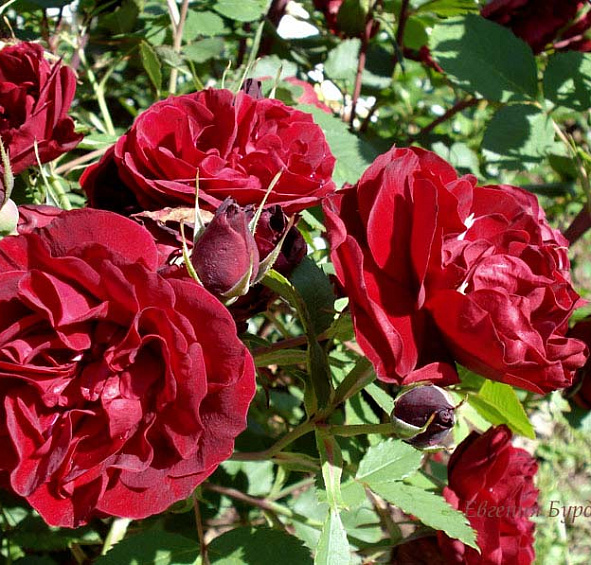 Хоуп фор Хьюманити (Hope for Humanity)